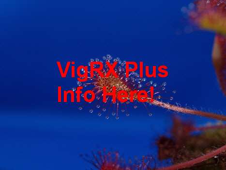 VigRX Plus Japan Info