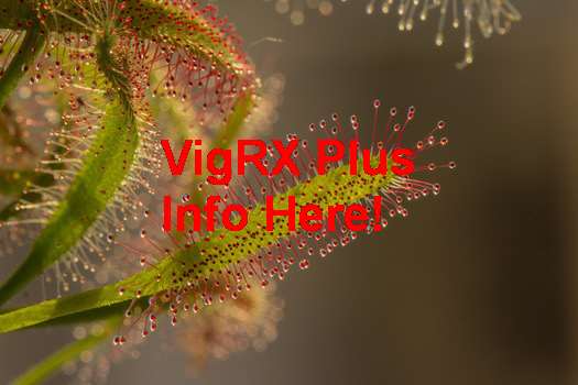 VigRX Plus In Farmacii